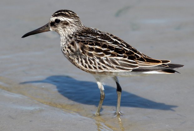 May 2018 - Rye Harbour Nature Reserve Sightings